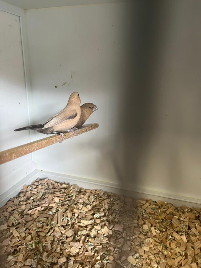 3 koppels zilverbekken, Dieren en Toebehoren, Geringd