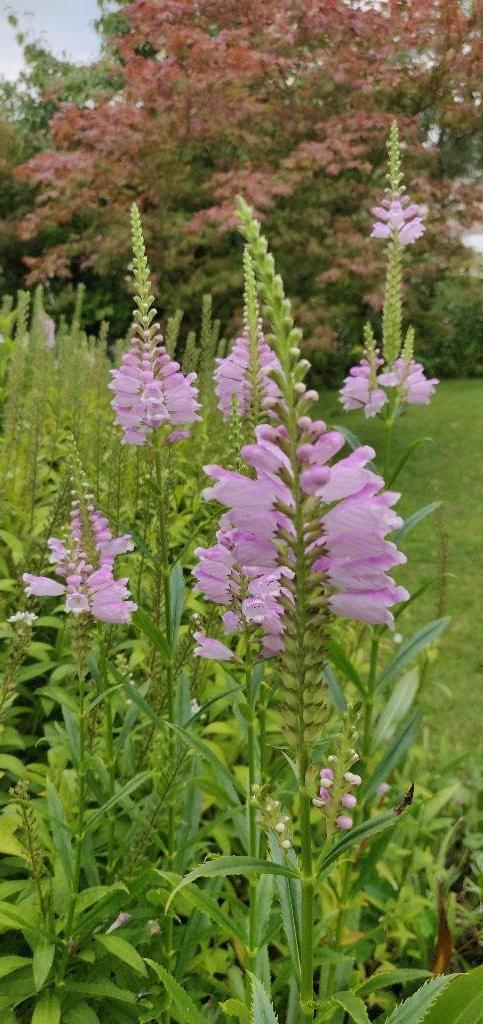 Vaste planten, Tuin en Terras, Ophalen, Overige soorten