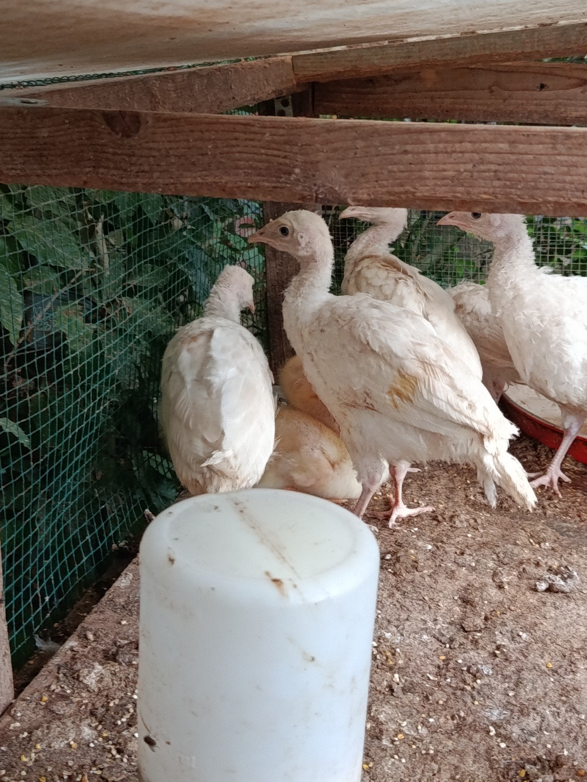 mooie kalkoenen, Dieren en Toebehoren, Pluimvee