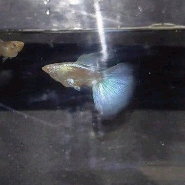 Albino blue singa guppy, Animaux & Accessoires, Poissons | Poissons d'aquarium, Poisson, Poisson d'eau douce