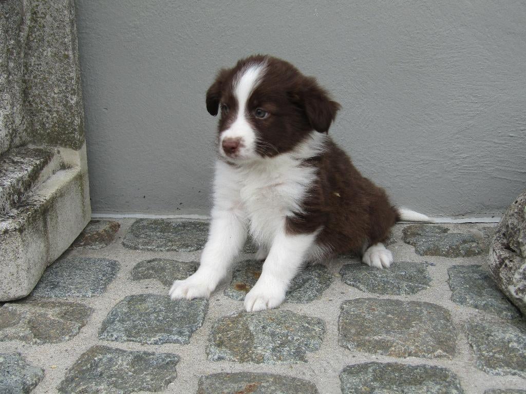 Border Collie puppy 8 weken, Dieren en Toebehoren, Parvo, België, Reu, 8 tot 15 weken