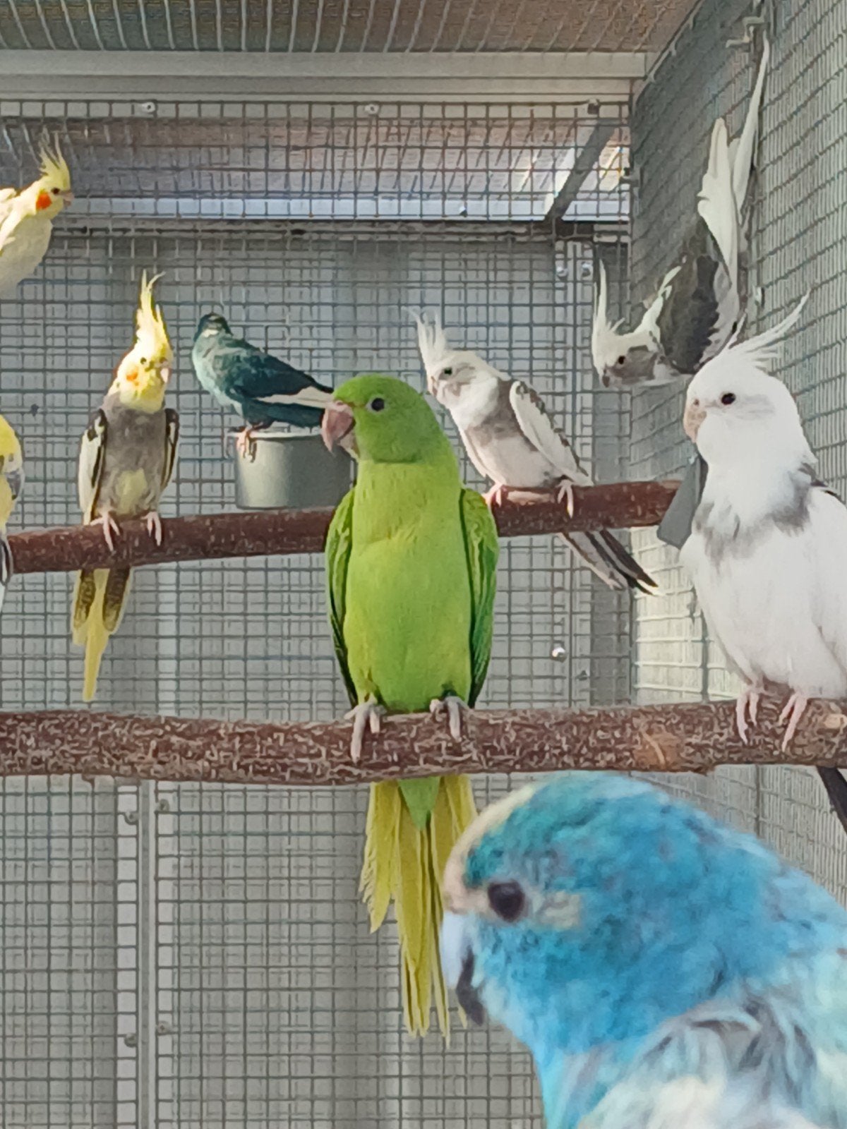 halsbandparkiet pop groen opaline/wkws 2026, Dieren en Toebehoren, Vrouwelijk, Parkiet, Geringd