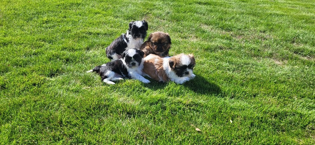 Shih Tzu pups, Animaux & Accessoires, Maladie de Carré (chiens), Plusieurs, Chihuahua, Belgique