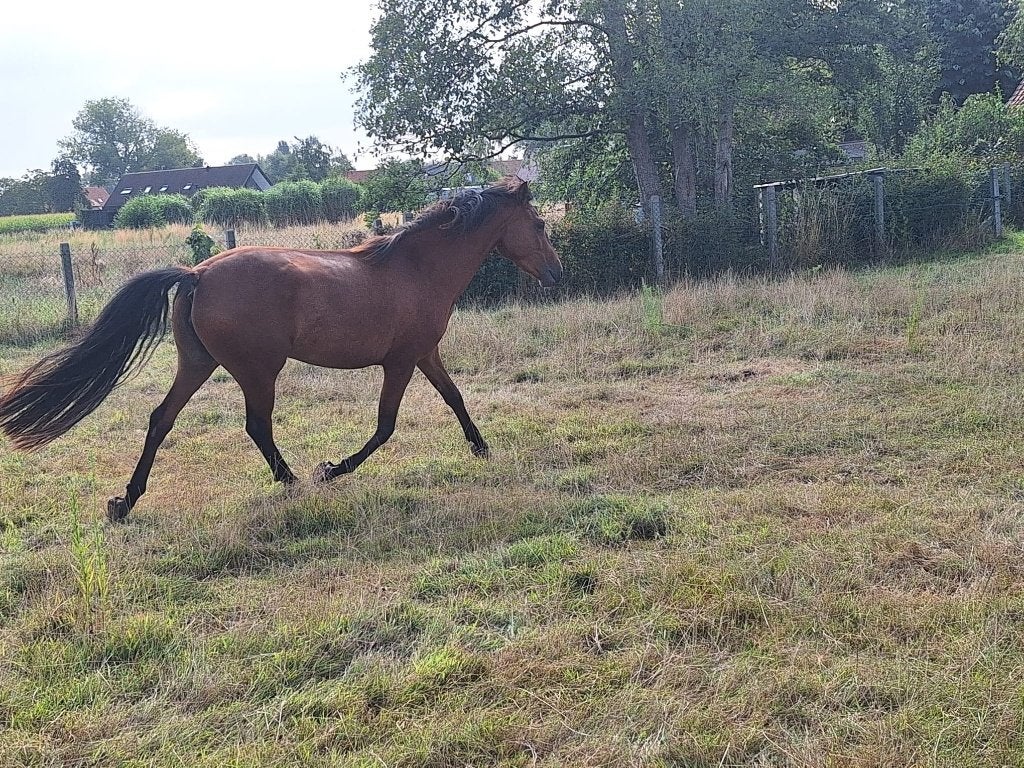 Talentvolle Epony te koop, Avec pedigree, Ne s'applique pas, Poney E (1.48 m - 1.57m), Poney de saut