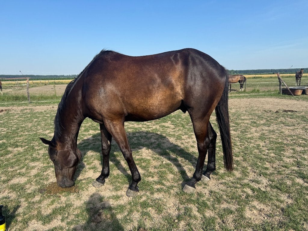 5 jarige eventing ruin, Met stamboom, Springpaard, B, Ruin