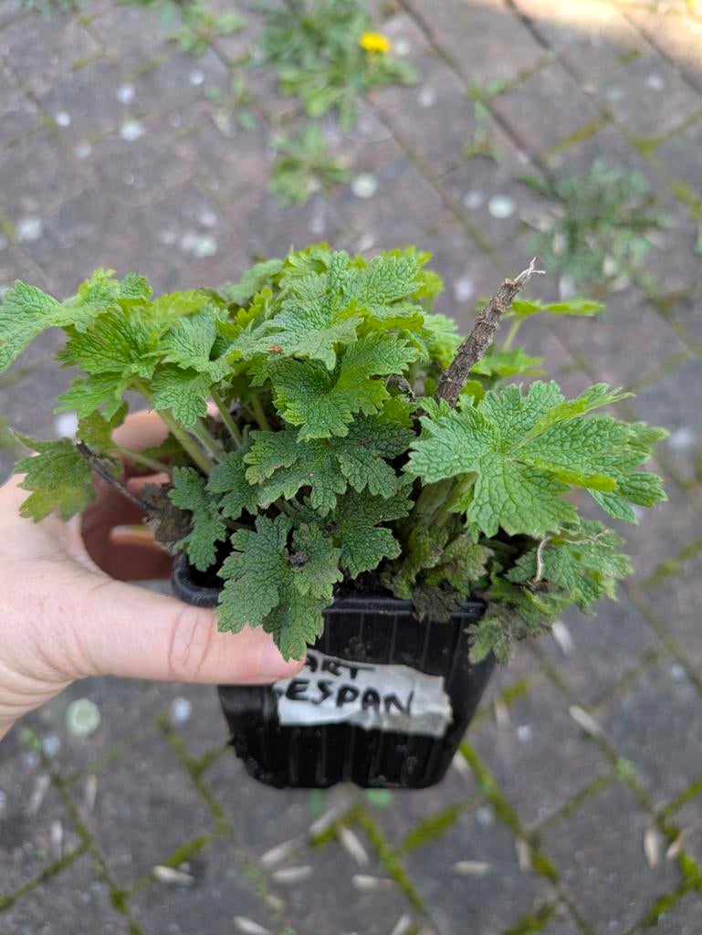 Sincère, Enlèvement, Plante fixe