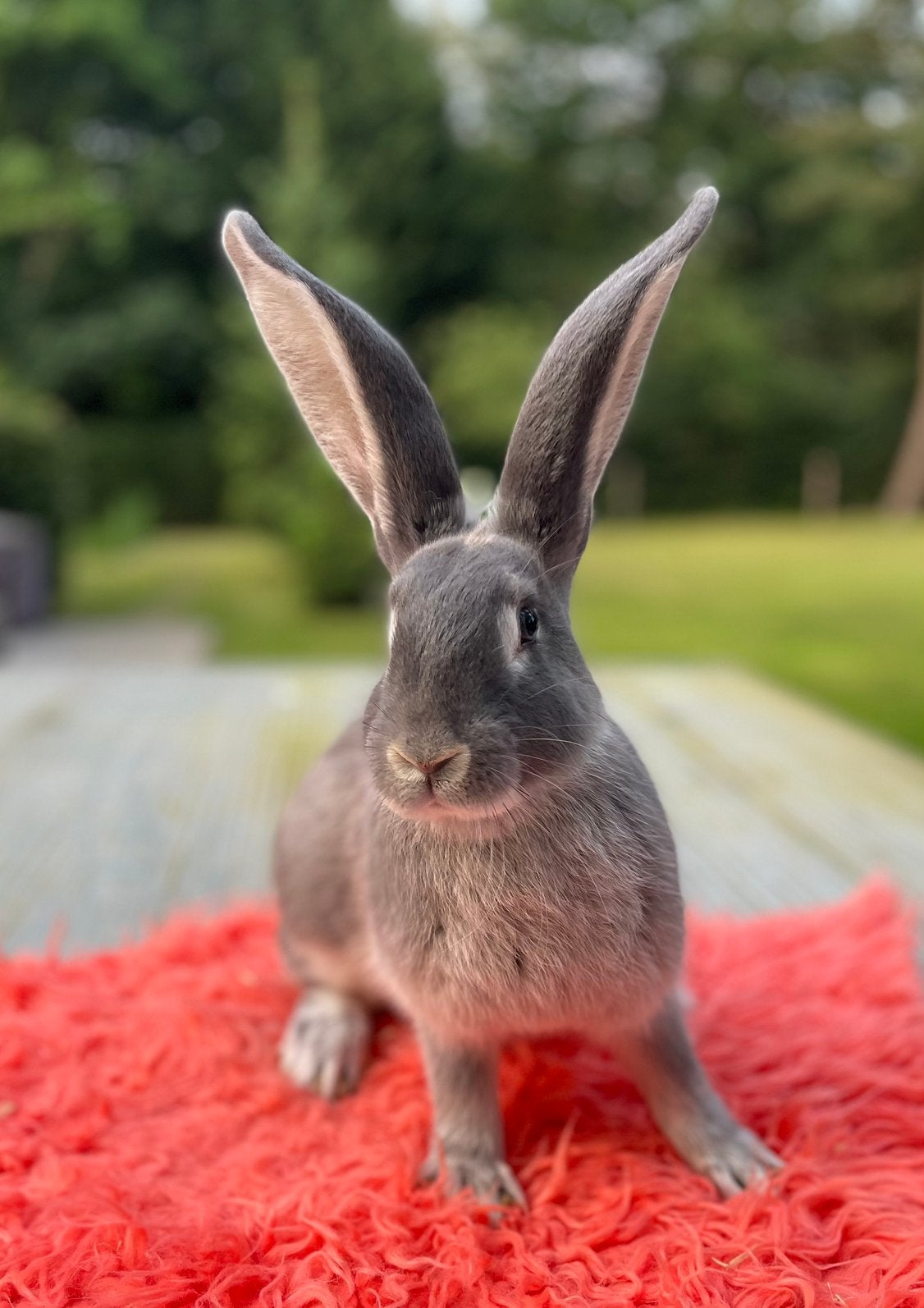 duitse reuzen konijnen in prachtige kleuren, Meerdere dieren, Groot