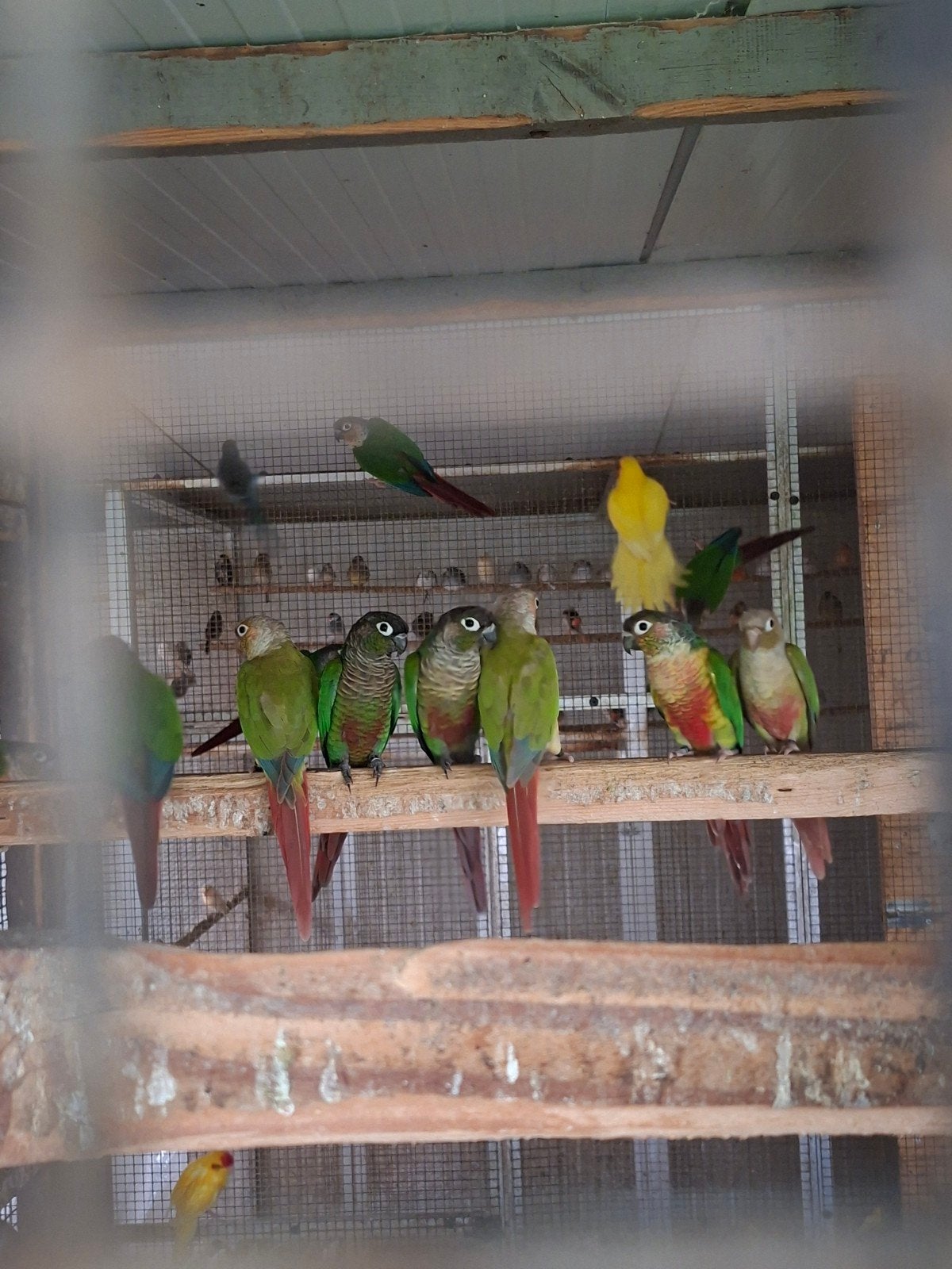 koppels phyrura  35euro stuk   60euro koppel, Dieren en Toebehoren