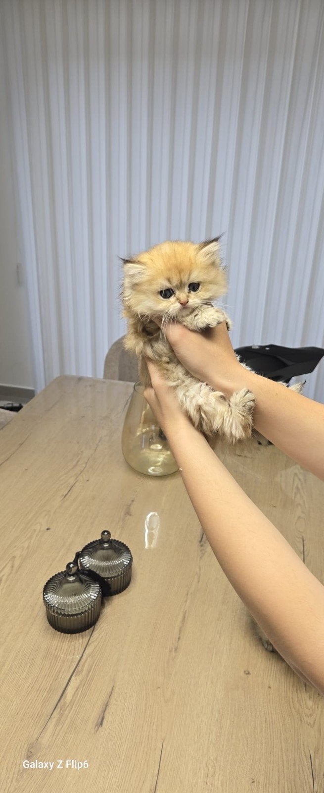 2 CHATONS BRITANNIQUES À POIL COURT À RÉSERVER, Plusieurs animaux, Vermifugé, 0 à 2 ans