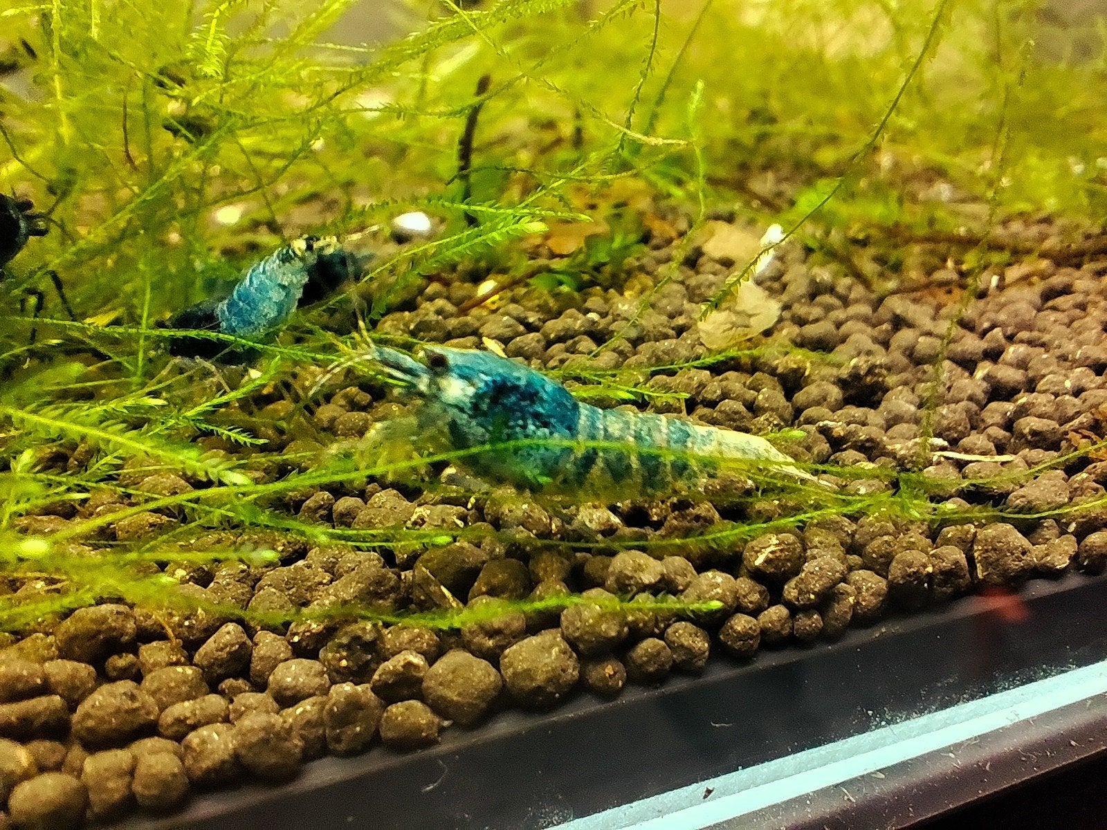 Blue Steel Garnalen, Dieren en Toebehoren, Ophalen of Verzenden