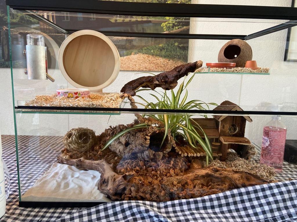 Glazen knaagdierkooi (hamster/muizen/gerbils,….), Enlèvement, Cage, Hamster