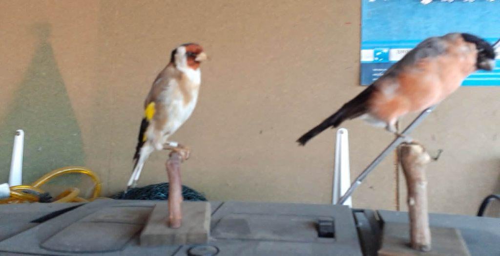 opgezette vogels, Enlèvement, Comme neuf, Oiseaux, Animal empaillé