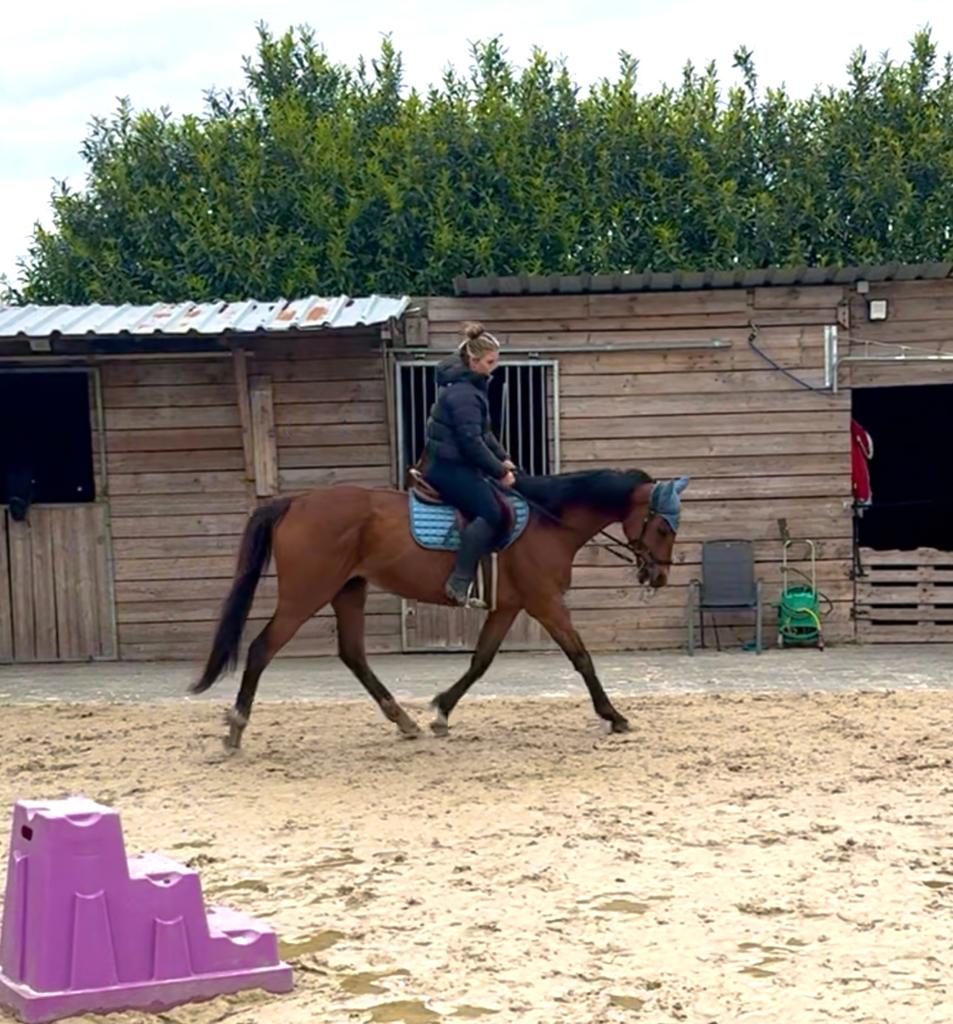 10 jarige Merrie te koop, Jument