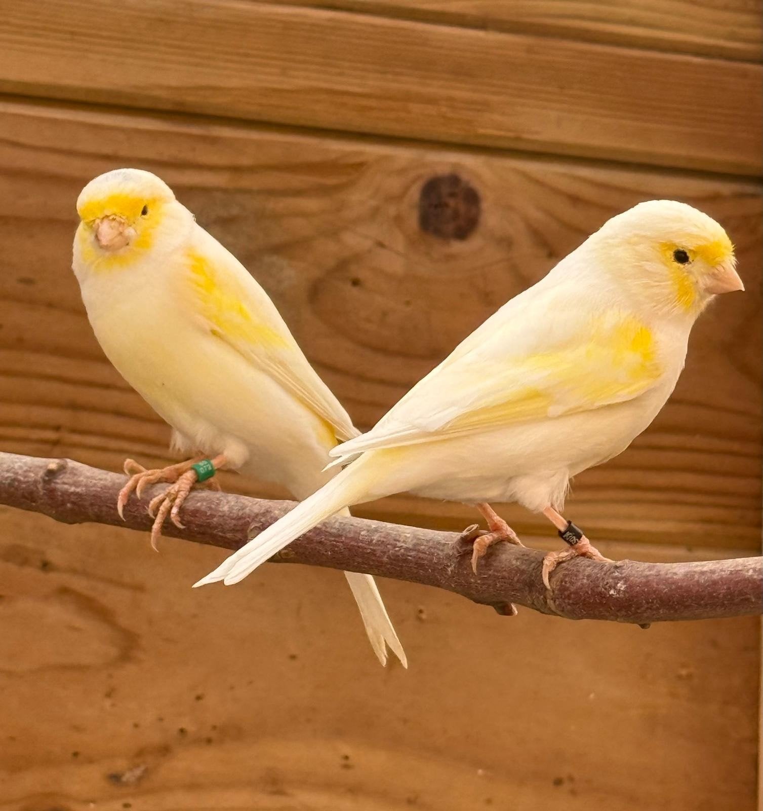 Geel mozaïek kanaries, Meerdere dieren, Kleurkanarie