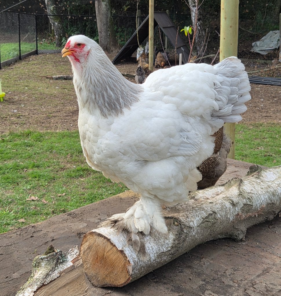 Brahma colombia blauw hennen, Femelle, Poule ou poulet
