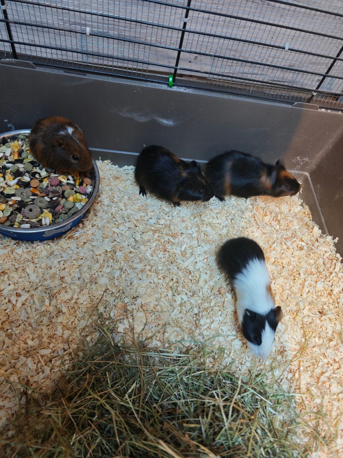 jongskes cavia, Animaux & Accessoires, Septembre, Plusieurs animaux, Cobaye