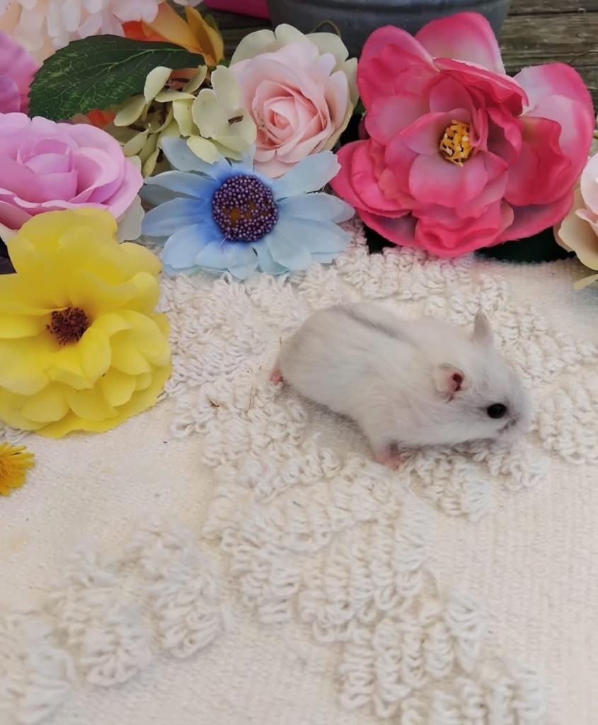 Handtamme russische dwerghamsters, Hamster, Mars, Domestique, Plusieurs animaux