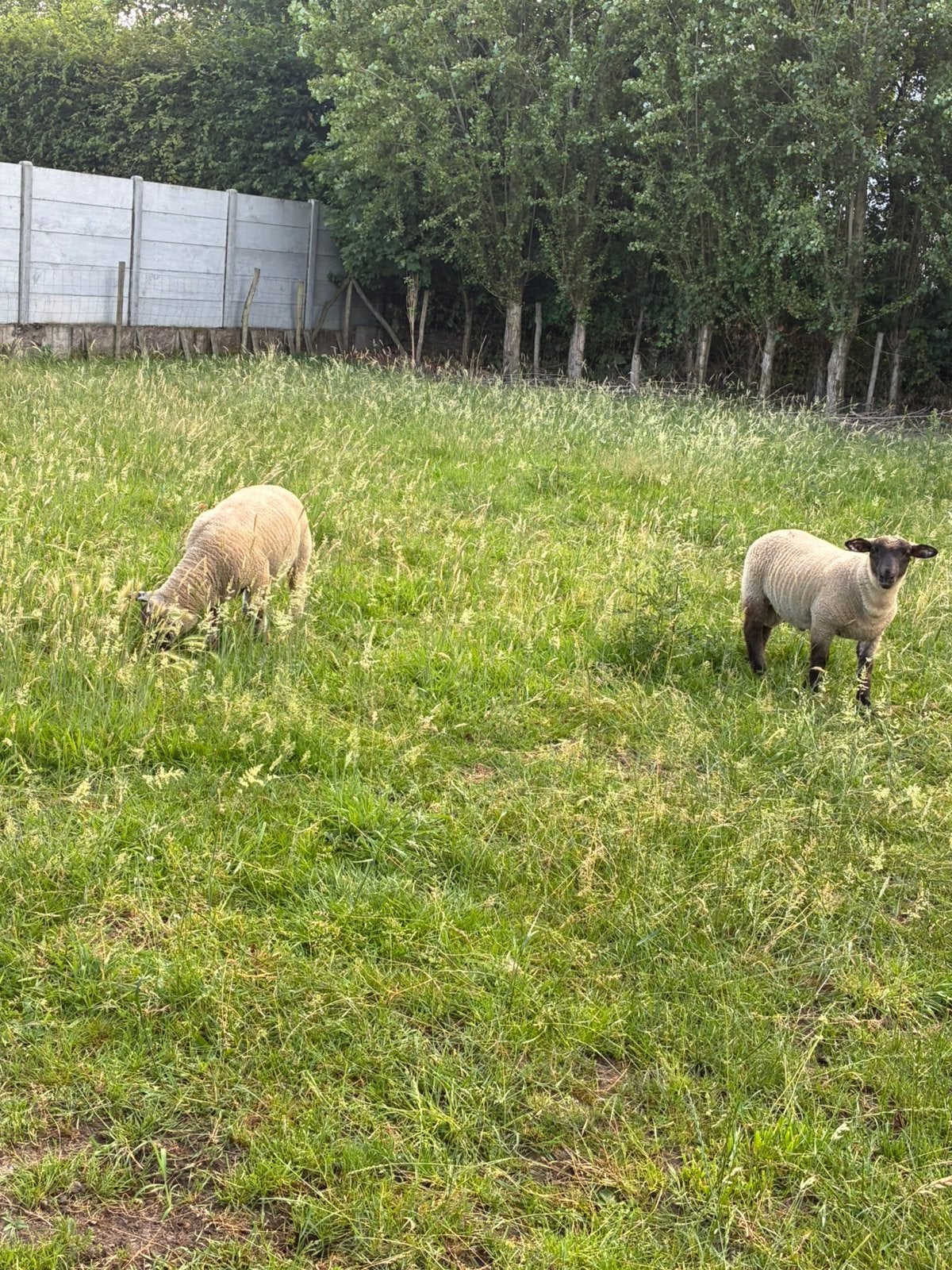 Ramlammeren, Dieren en Toebehoren