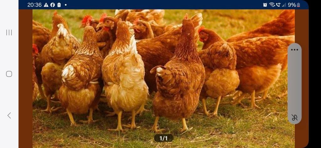 Jeunes poules pondeuses (pondant des œufs), Femelle, Poule ou poulet