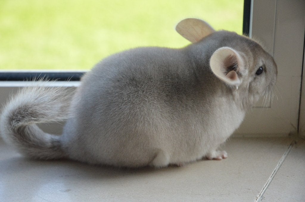 chinchilla jonge bokjes, Chinchilla, Mâle, Domestique, Juillet