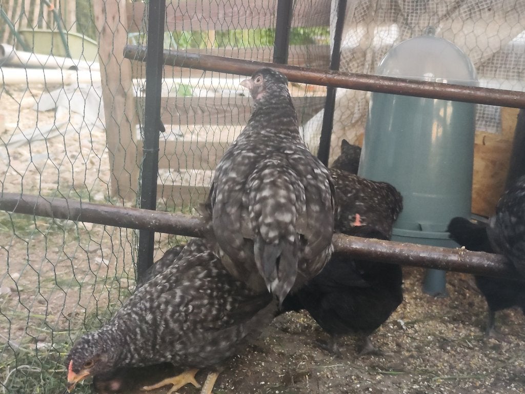 Jonge olijfleggers hennen, Dieren en Toebehoren, Pluimvee, Vrouwelijk, Kip