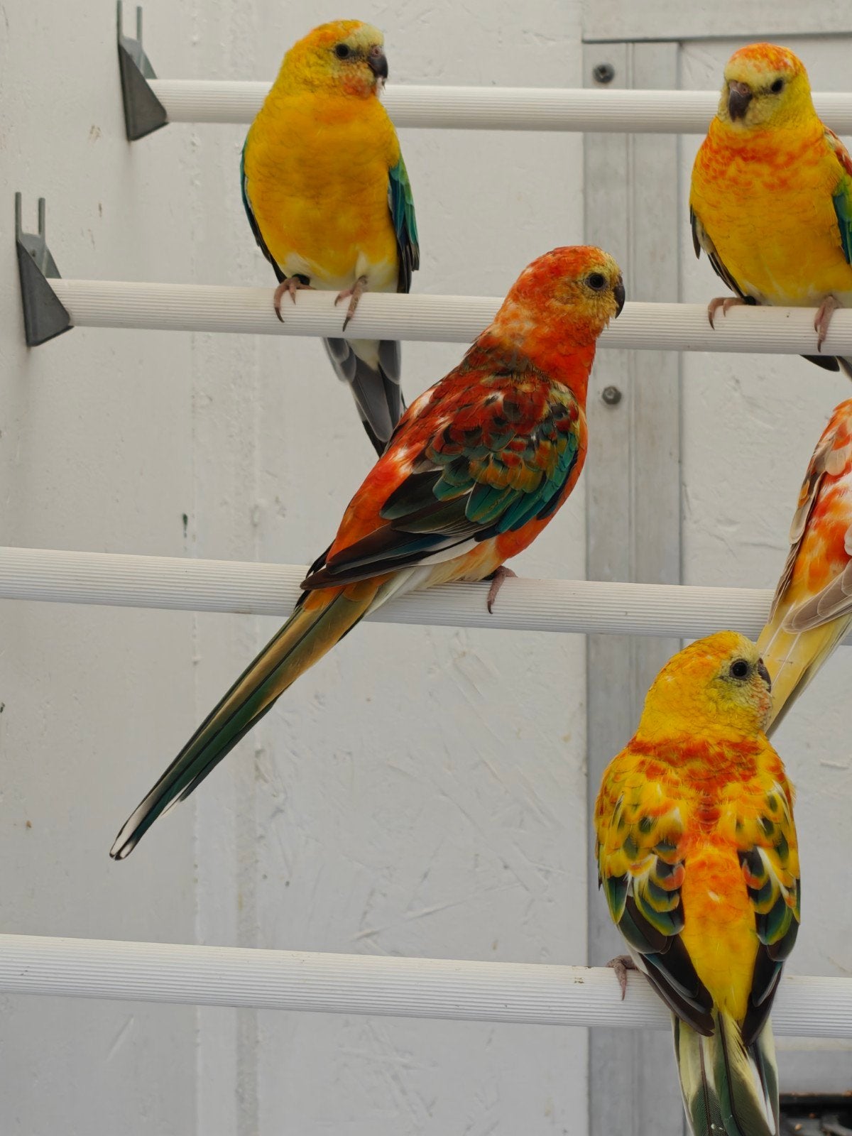 roodrugparkieten / roodruggen, Plusieurs animaux, Perruche, Bagué