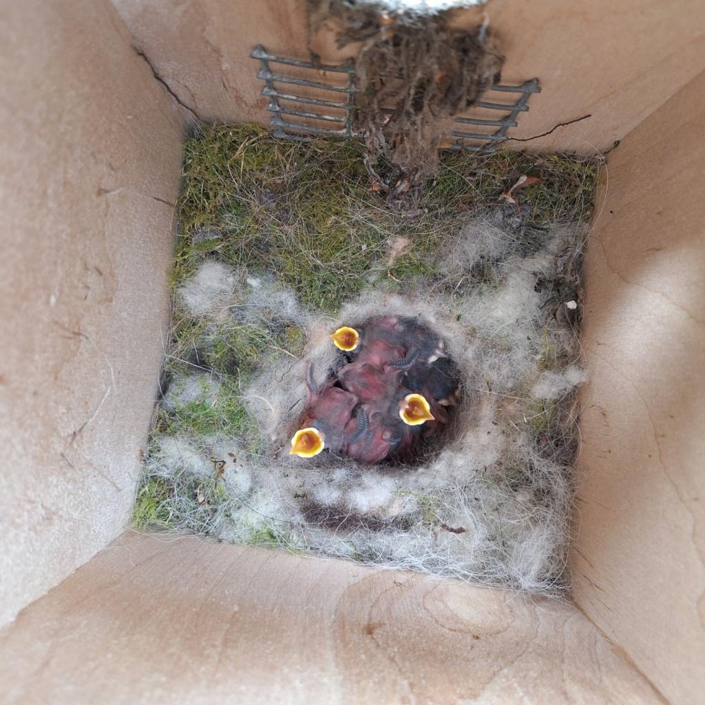Mussen en mezennestkasten, Dieren en Toebehoren, Vogels | Hokken en Kooien, Nieuw, Overige typen, Hout, Ophalen