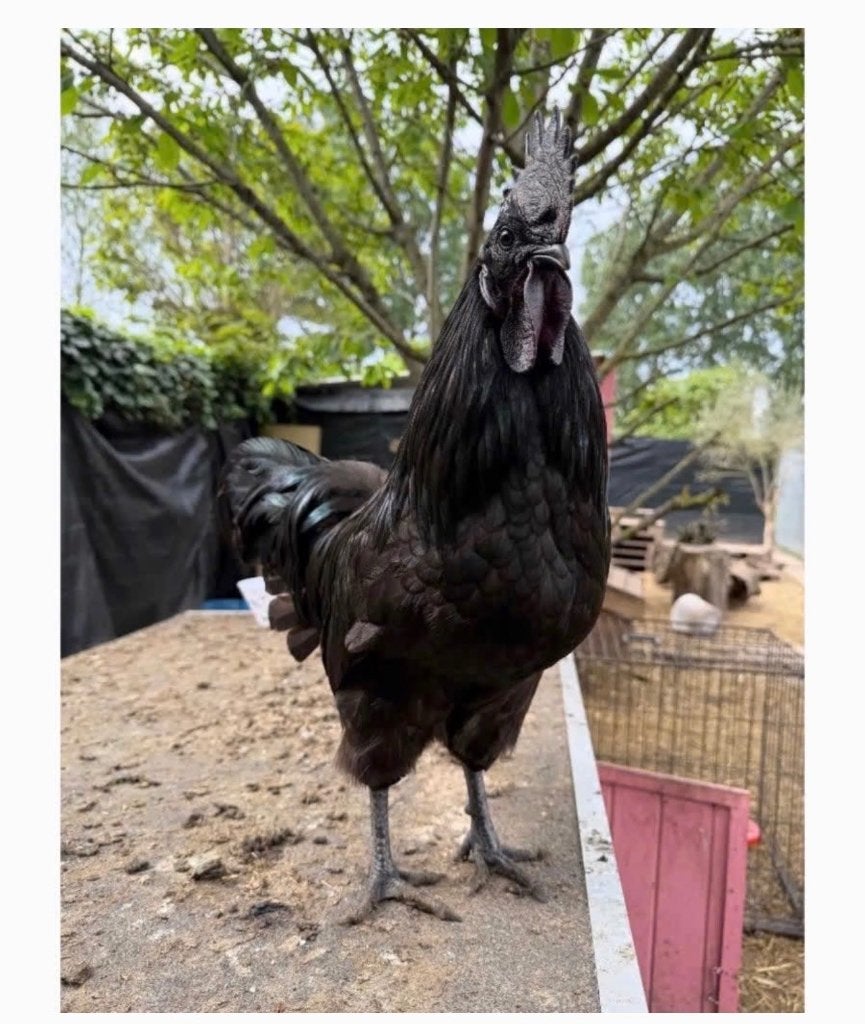 Haan, Dieren en Toebehoren, Mannelijk, Kip