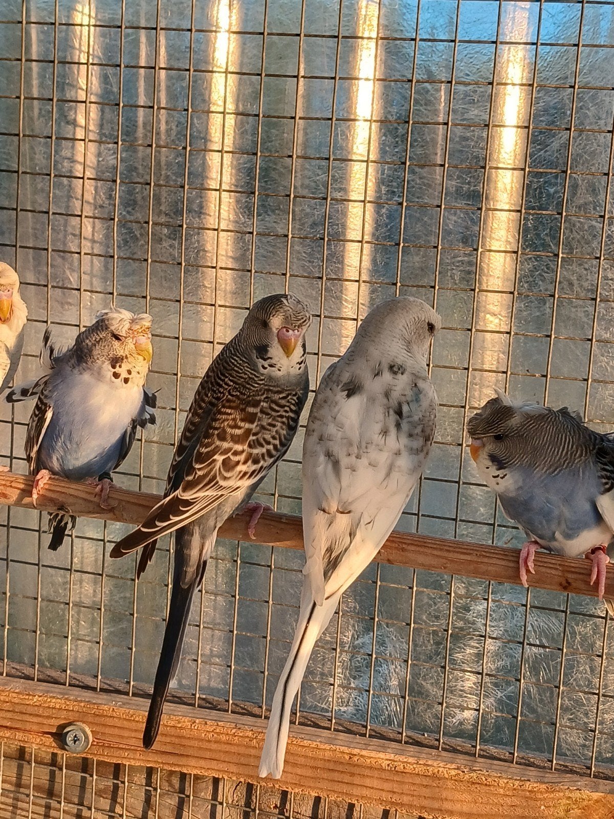 Perruches hagoromo Split, Plusieurs animaux, Perruche