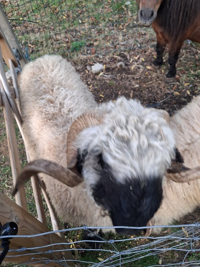 walliser schwarznase ram, Dieren en Toebehoren, Mannelijk, Schaap, 3 tot 5 jaar