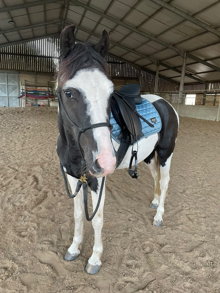Lieve 4jarige pony te koop, Ruin, Zadelmak, 3 tot 6 jaar, Recreatiepony