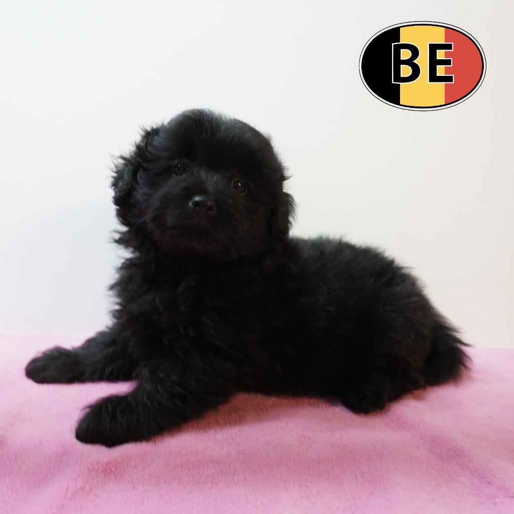 Pomapoo, adorables chiots belges à vendre, Commerçant, Autres races, 8 à 15 semaines, Plusieurs