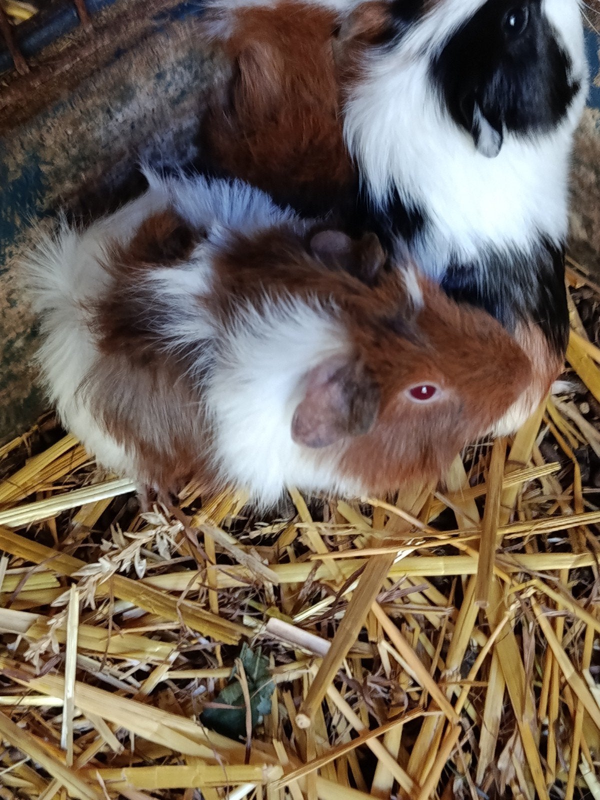 Cavia zeugjes, Juin, Domestique, Cobaye, Femelle