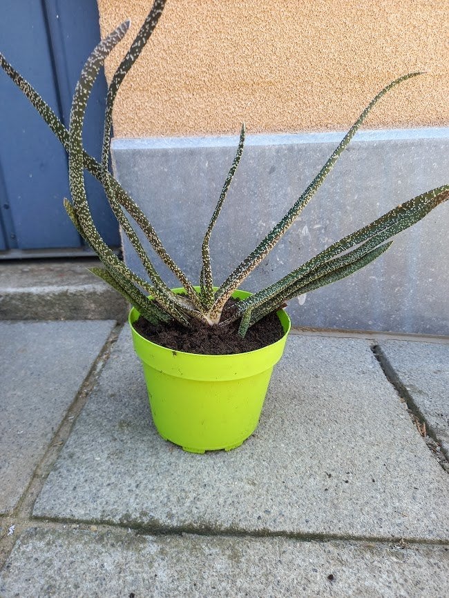 vetplanten Gasteria verrucosa, Huis en Inrichting, Kamerplanten, Ophalen, Vetplant