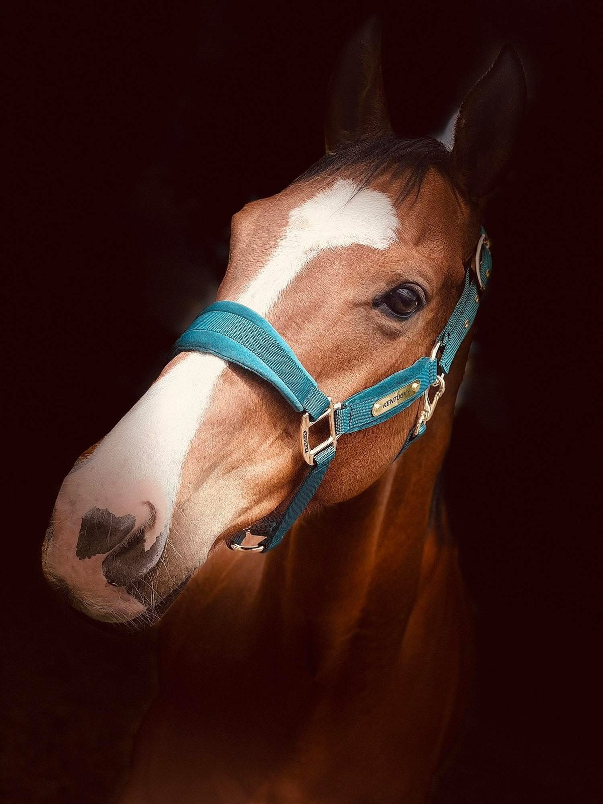 Ruin te koop, Animaux & Accessoires, Chevaux, Hongre