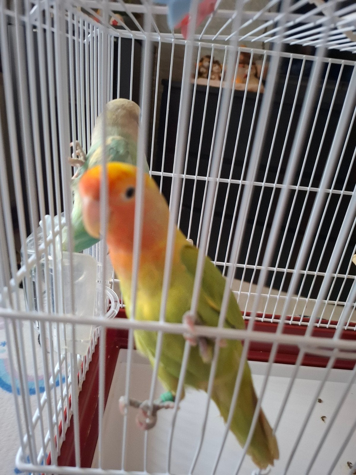 agapornis roseicollie handtam 2 vriendjes, Dieren en Toebehoren, Tam