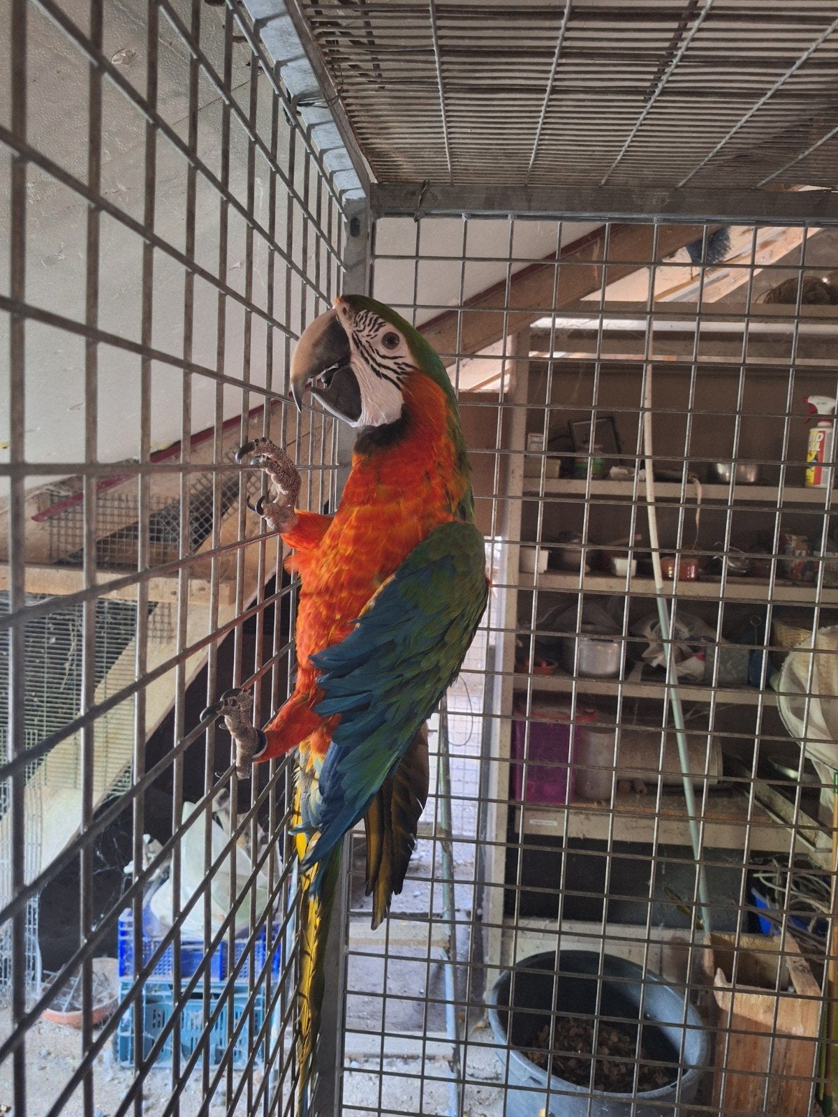 harlekijn ara, Dieren en Toebehoren