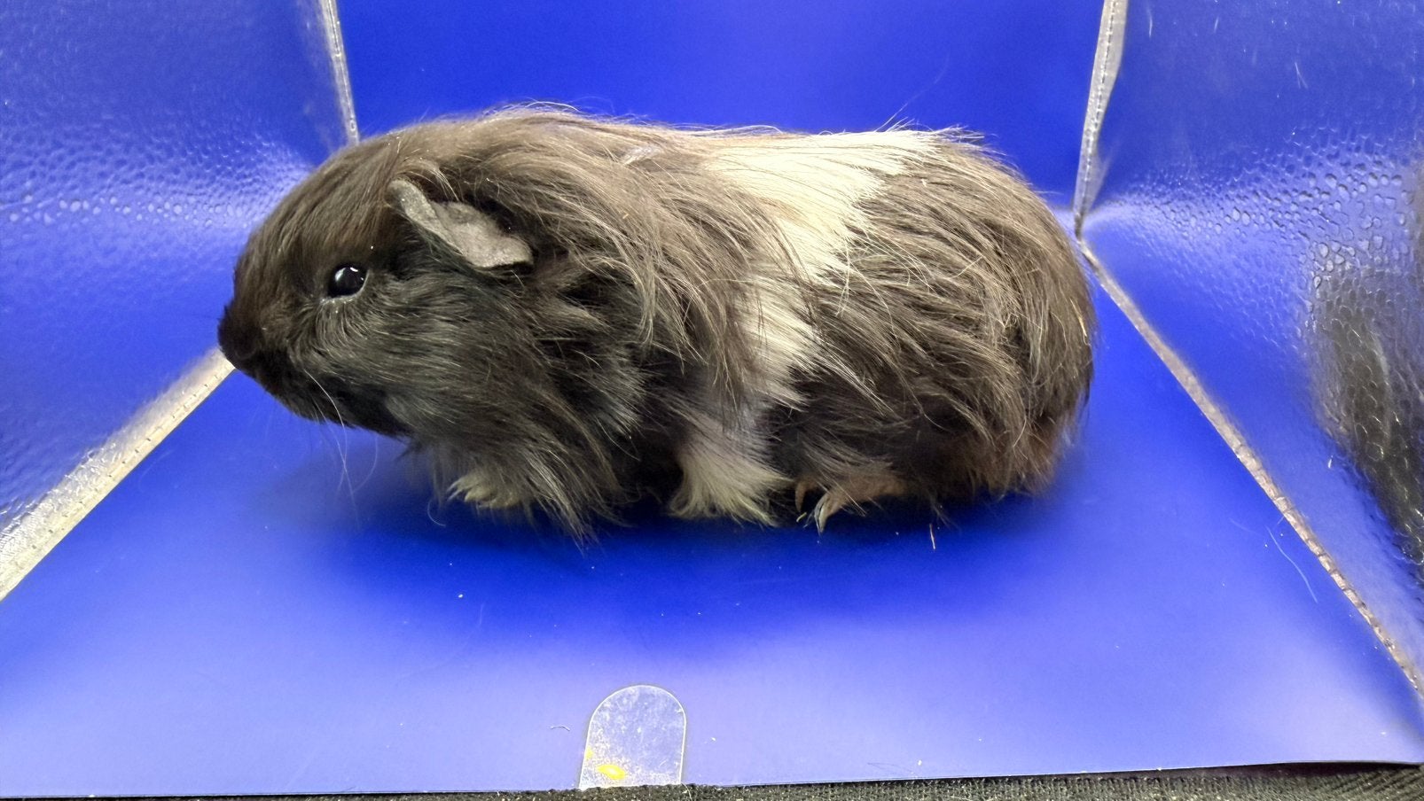 Cavia, cobaye Shelty mâle noir et blanc, Animaux & Accessoires, Août, Mâle, Domestique, Cobaye