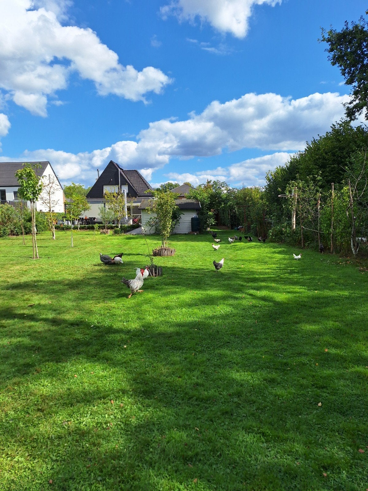 kippen te koop, Tuin en Terras, Ophalen