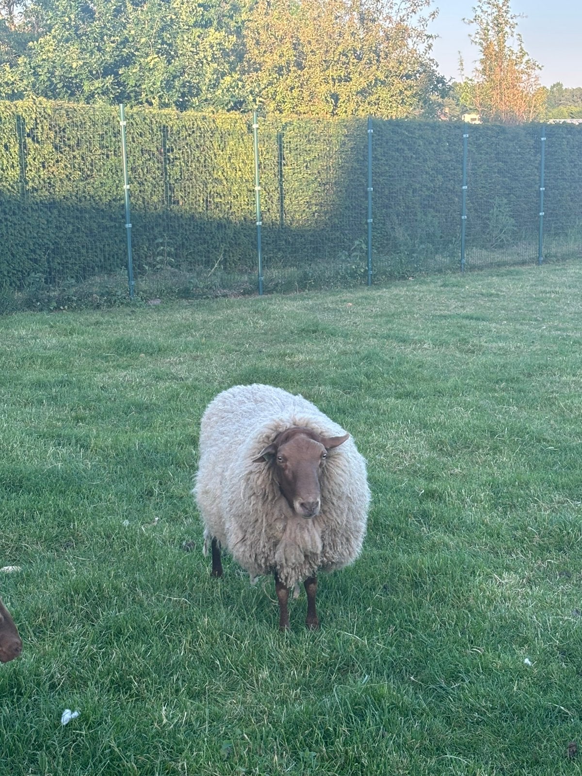Pont Ardennes Voskop, Mâle, Mouton, 3 à 5 ans