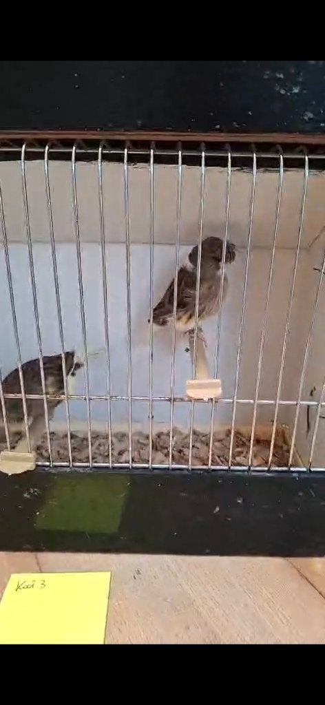 Gloster, Dieren en Toebehoren, Meerdere dieren, Postuurkanarie