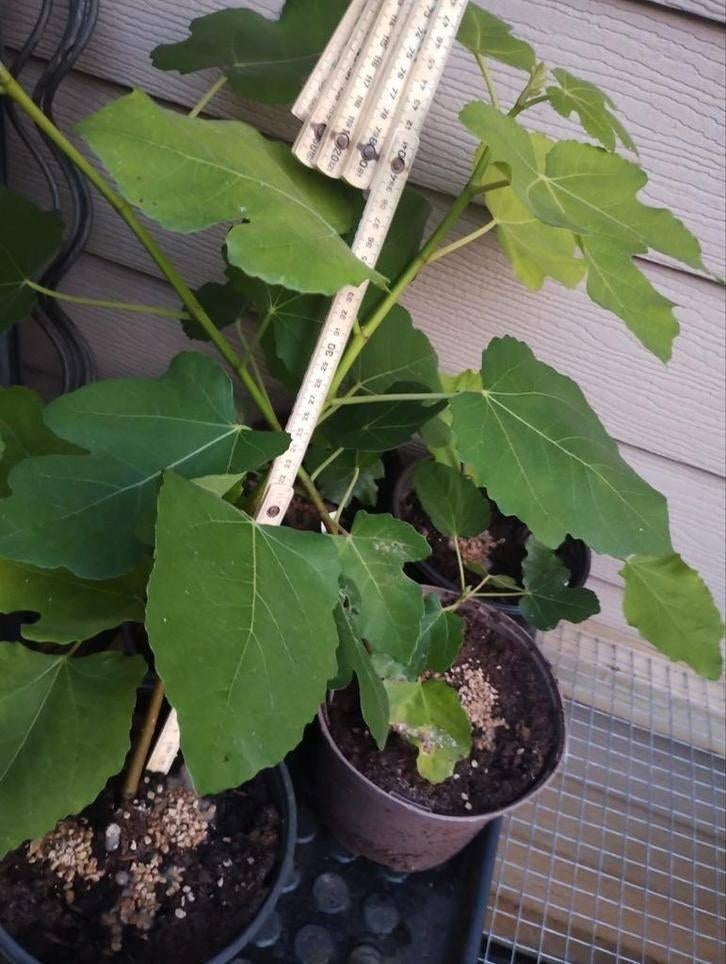 Vijgen struiken brown turkey gestekt, Tuin en Terras, Ophalen