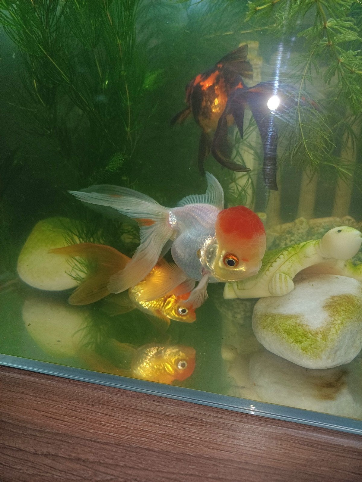 4 sluierstaart goudvissen,vandaag af te halen, Animaux & Accessoires, Poisson, Poisson d'eau douce