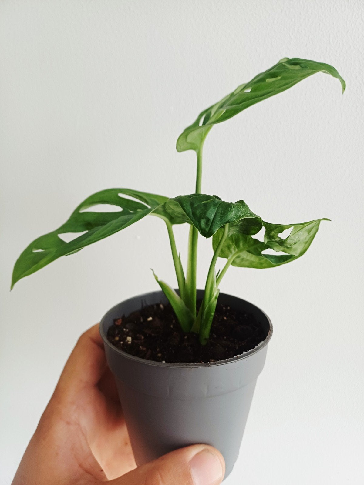 Monstera Adansonii Mint, Huis en Inrichting, Kamerplanten, Overige soorten, Minder dan 100 cm, Groene kamerplant, Halfschaduw