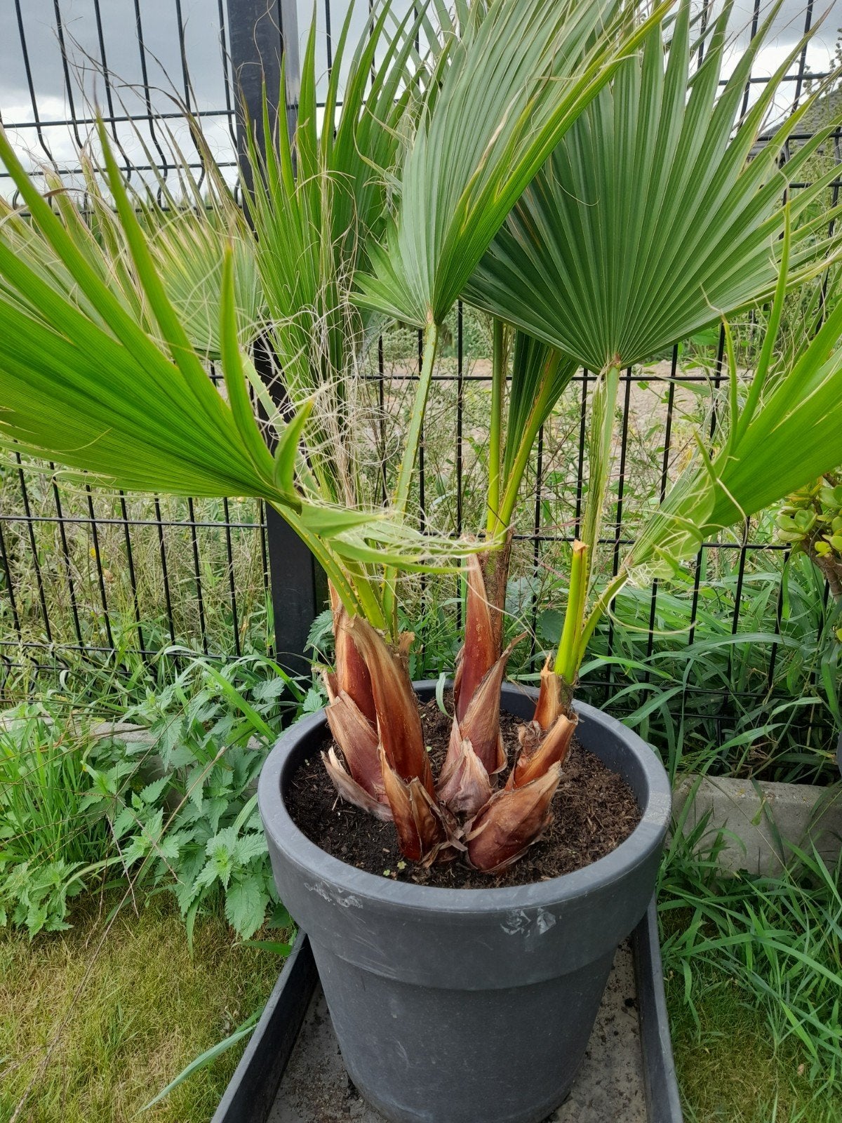 palmboom, Tuin en Terras, Planten | Tuinplanten, Ophalen, Bloeit niet, Vaste plant, Halfschaduw