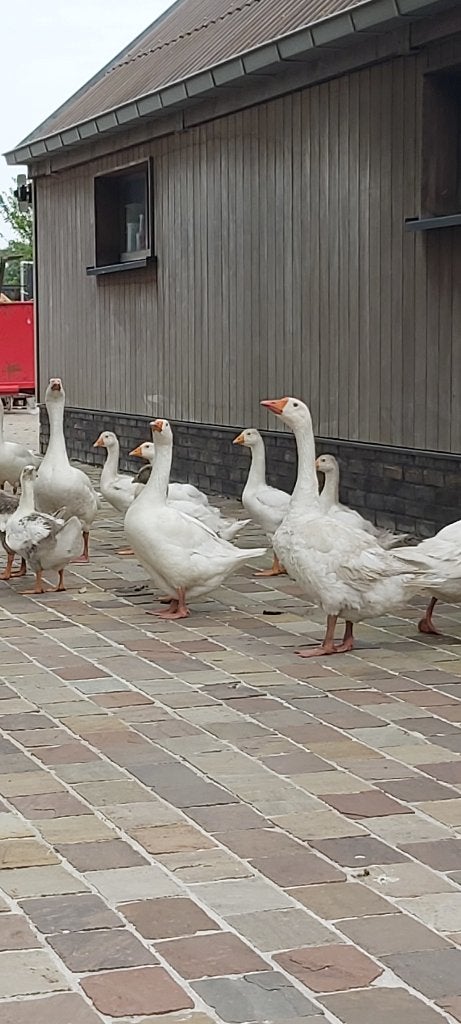 ganzen witte en grauwe, Mannelijk