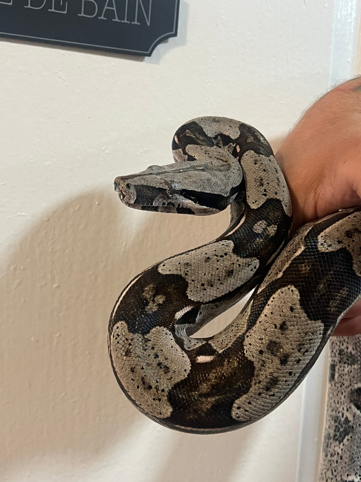 Boa constrictor constrictor uit Frans-Guyana f1, Overige soorten