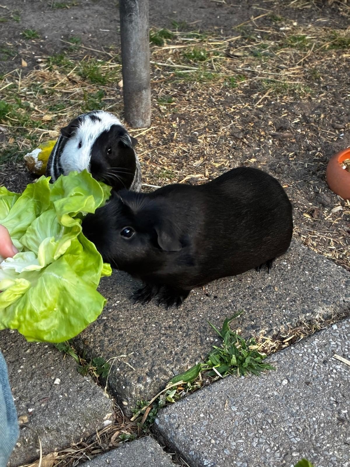 Twee lieve cavia zeugjes zusjes + hok en toebehoren, Dieren en Toebehoren, Cavia, April, Vrouwelijk, Tam