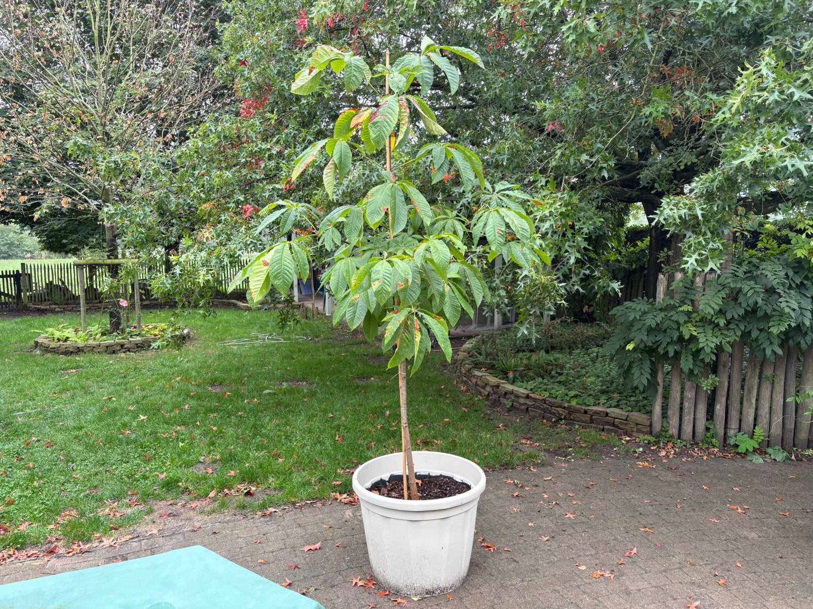 Indische paardekastanje, En pot, 100 à 250 cm, Plein soleil, Autres espèces