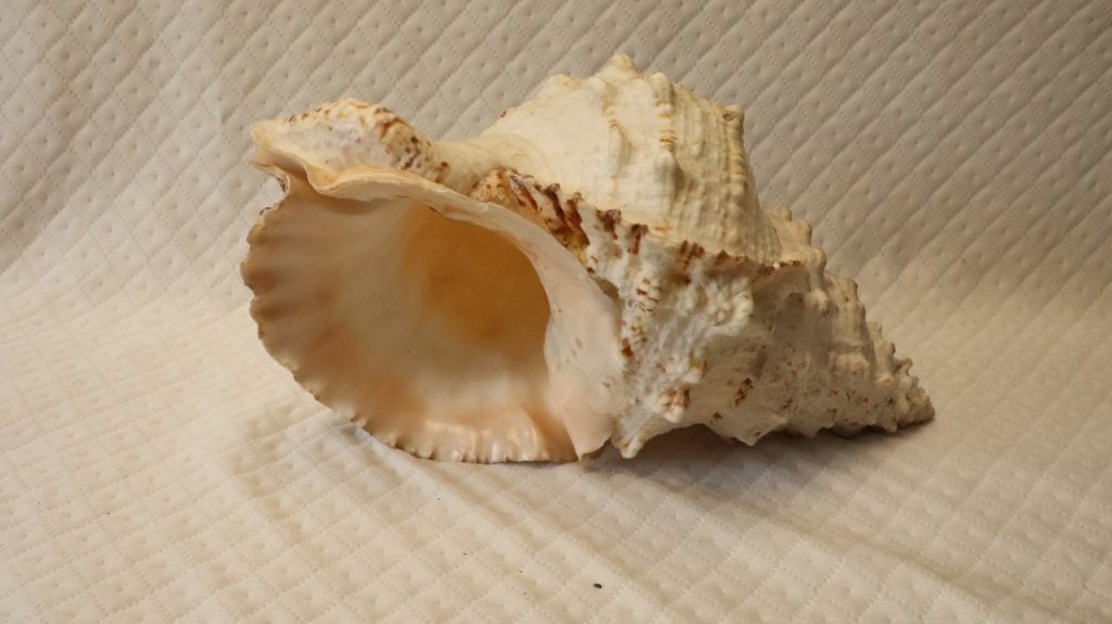 Schelp : grote Tutufa bubo, Verzamelen, Ophalen of Verzenden, Schelp(en)